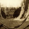 "Aborigines of the Port Stephens area" (Snake) 1900. Newcastle Region Library